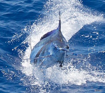 Deep Sea Fishing in the BVI