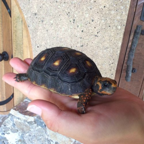 Meet Cashew the Baby Turtle