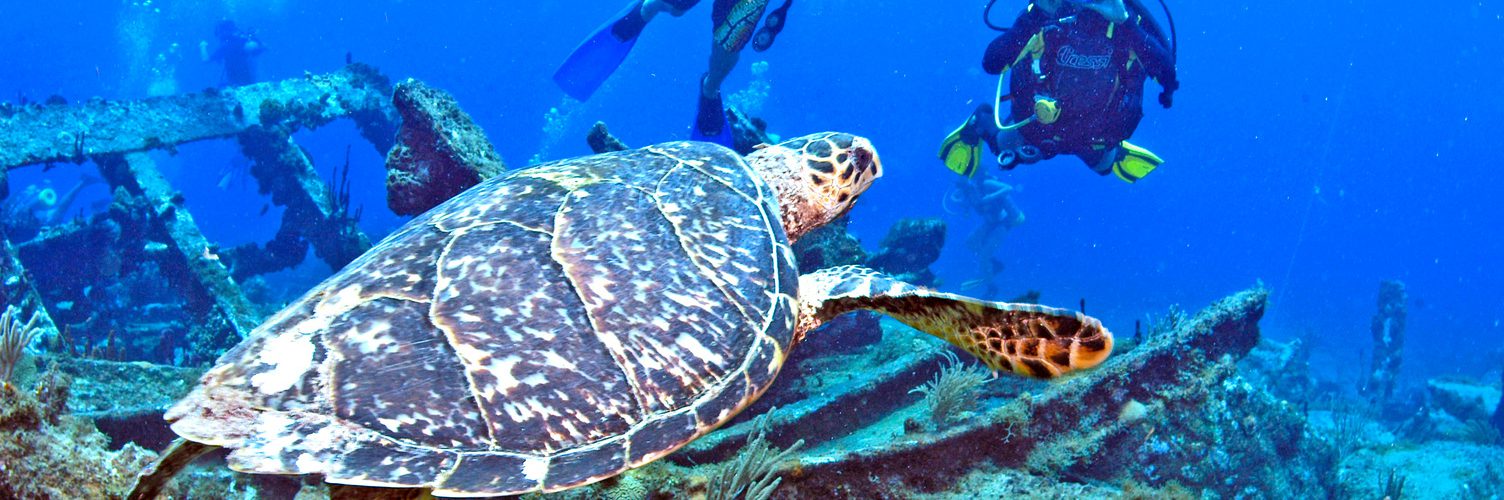 Diving BVI