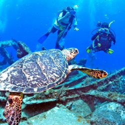 Diving BVI