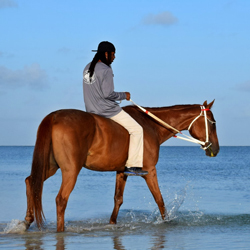 Horseback Riding in Anegada